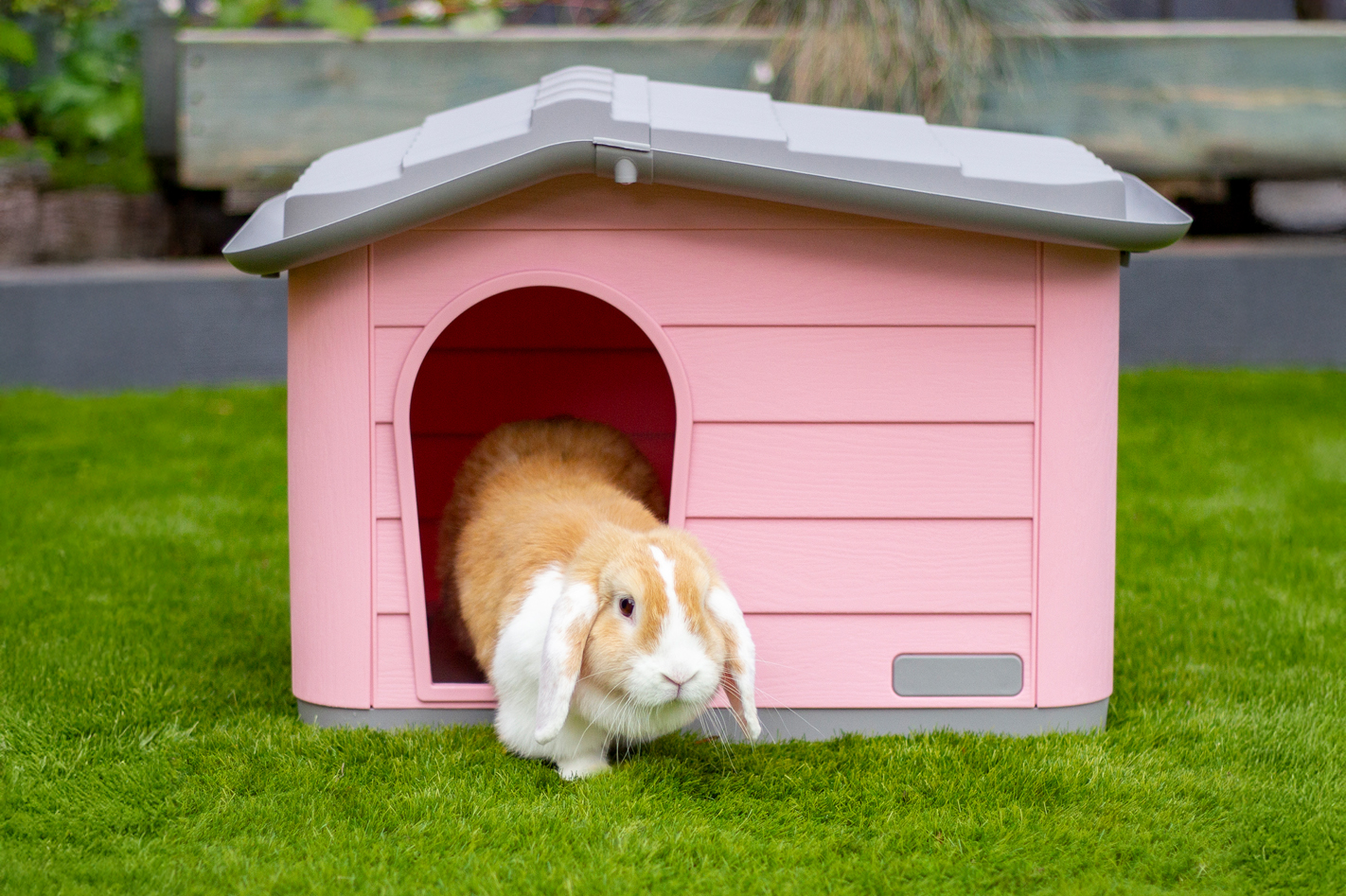 Keeping Your Rabbit and Guinea Pig Happy and Healthy This Summer